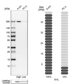 Supervillin Antibody, Novus Biologicals 0.1mL; Unlabeled:Antibodies, Polyclonal